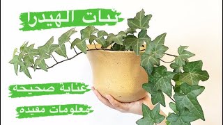 نبات الهيدرا english ivy كيفية العناية بها بسهولة