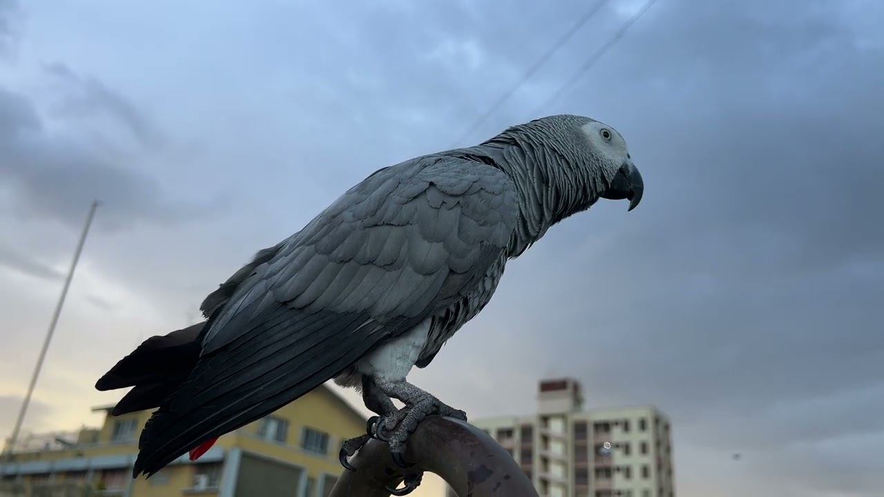 Took him to the rooftop to fix his mood… failed mission 😂”