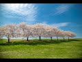 渡辺美里 さくらの花の咲くころに