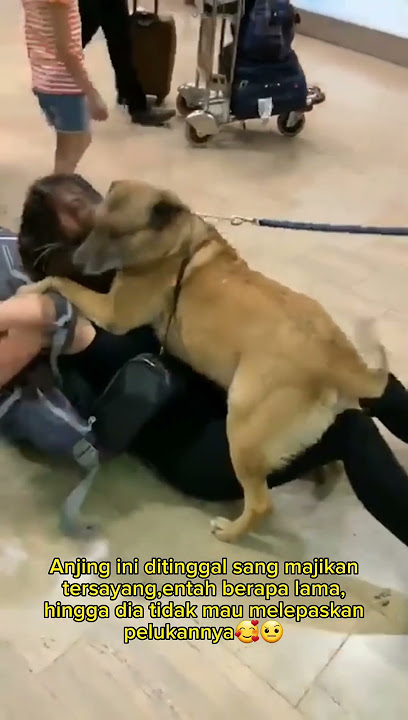 ANJING KANGEN BERAT SAMA MAJIKAN