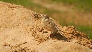 Putative Rufous-Naped Lark