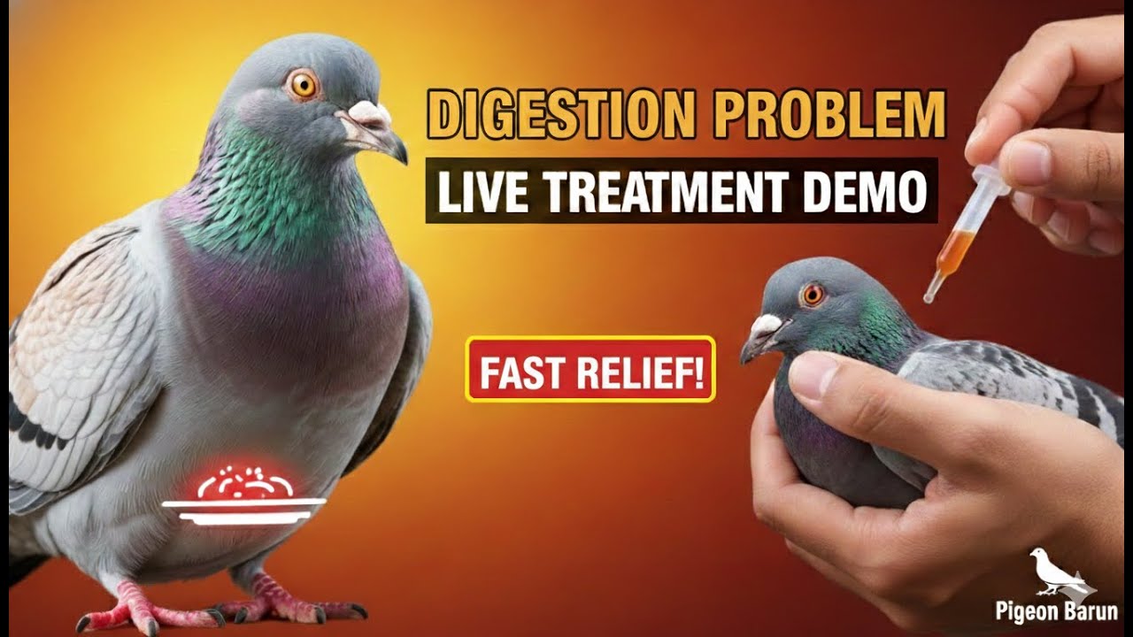 Pigeon Digestion Problem 🕊 | Easy Medicine & Treatment at Home 💊 | Pigeon Care Video