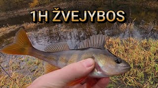 Žvejyba Senvagėje Vėlyvą Rudenį. Išbandžiau Tris Skirtingas Sistemėles