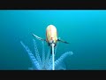 Dtd quality  squid jigs slow motion realfish attack