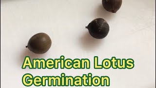 Best American Lotus Germination