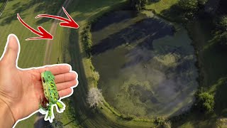 FROG FISHING TINY FARM POND LOADED W/ BASS!