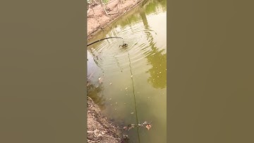 Câu cá lóc bằng vịt