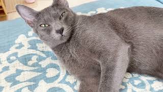 Cat relaxing on a zabuton | Lucky Korat Cat by Lucky Korat Cat 93 views 2 years ago 3 minutes, 29 seconds
