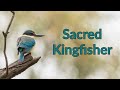 Bird Photography | Sacred kingfisher | Sony A1 and Sony 200-600mm lens