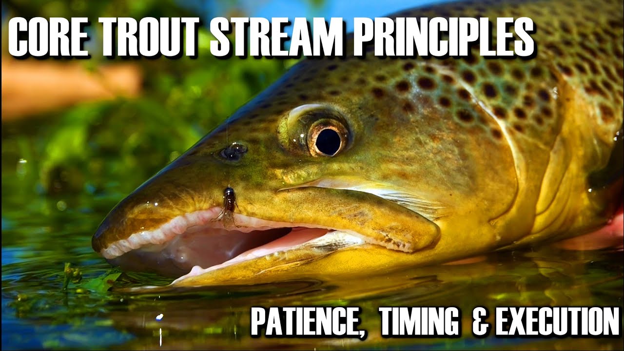 22 Small Stream Trout Fishing Tips And Tactics Of Experts