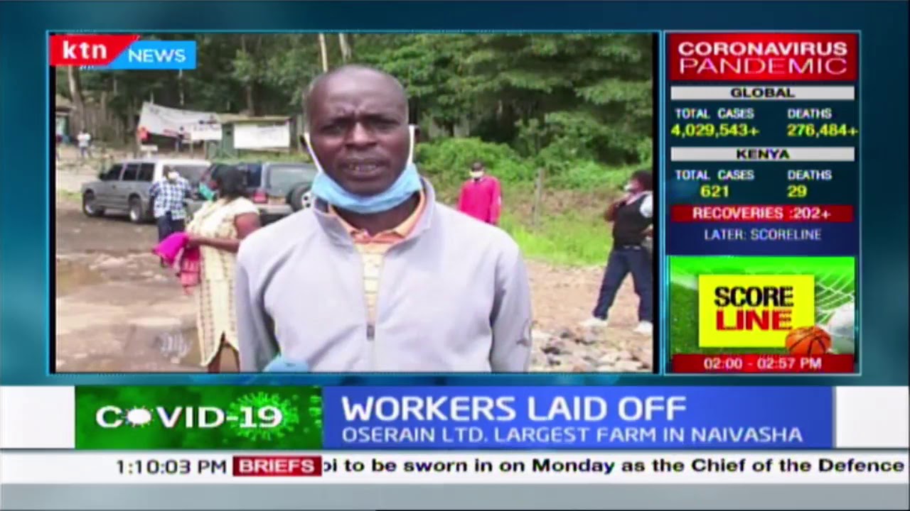 Workers laid off: 1200 flower farm workers fired from Oserian LTD, Largest farm in Naivasha