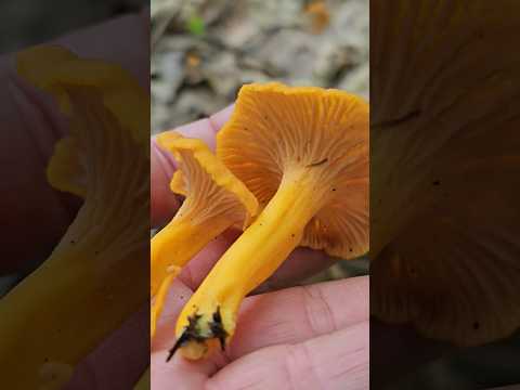 Video: Jsou houby jack o lantern jedlé?