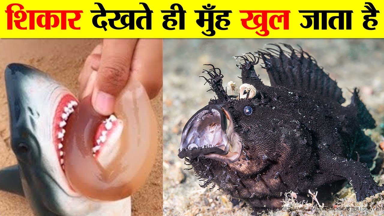 5 5 STRANGE CREATURE IN THE WORLD YouTube 5-5-strange-creature-in-the-world-youtube
