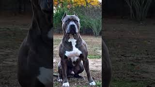 Dog evolution ☠️ #dog #evolution #doberman #pitbull #rottweiler #viral #shorts