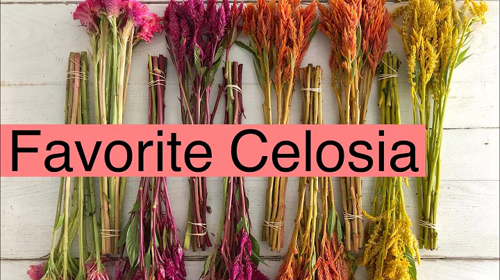 Five Best Celosia We Use On The Farm | PepperHarrow Farm