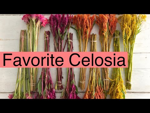 Video: Celosia sò điệp: trồng trọt, chăm sóc và sử dụng