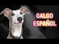 Galgo Español - Cacacteristicas, Salud y Cuidados  🐶