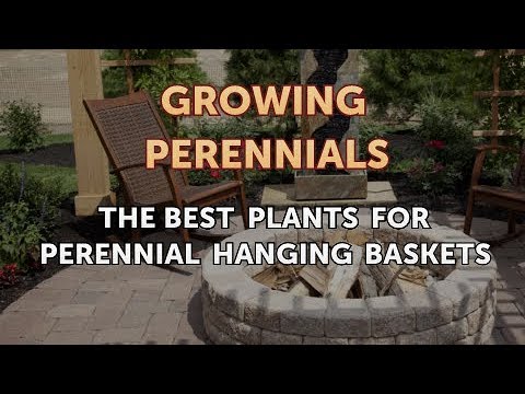 The Best Plants for Perennial Hanging Baskets