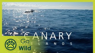 Canary Islands - Part I: Life at the Limit - The Secrets of Nature