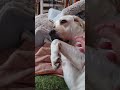 お愛想【 ＃ワンハウス #japan # One House #shorts #shortsyoutube 】2025年8月2日 #cute #pets #labrador