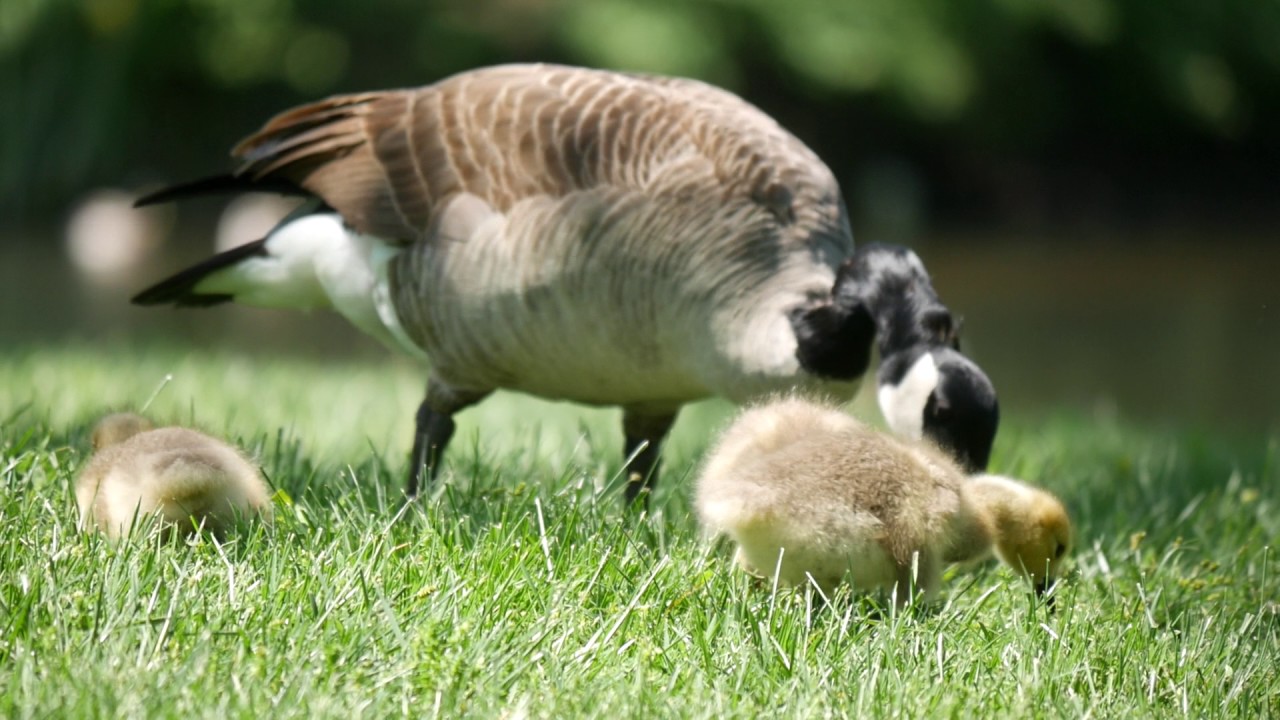 camera iphone 8 plus apk Goslings Gage Park May 8th, part 2