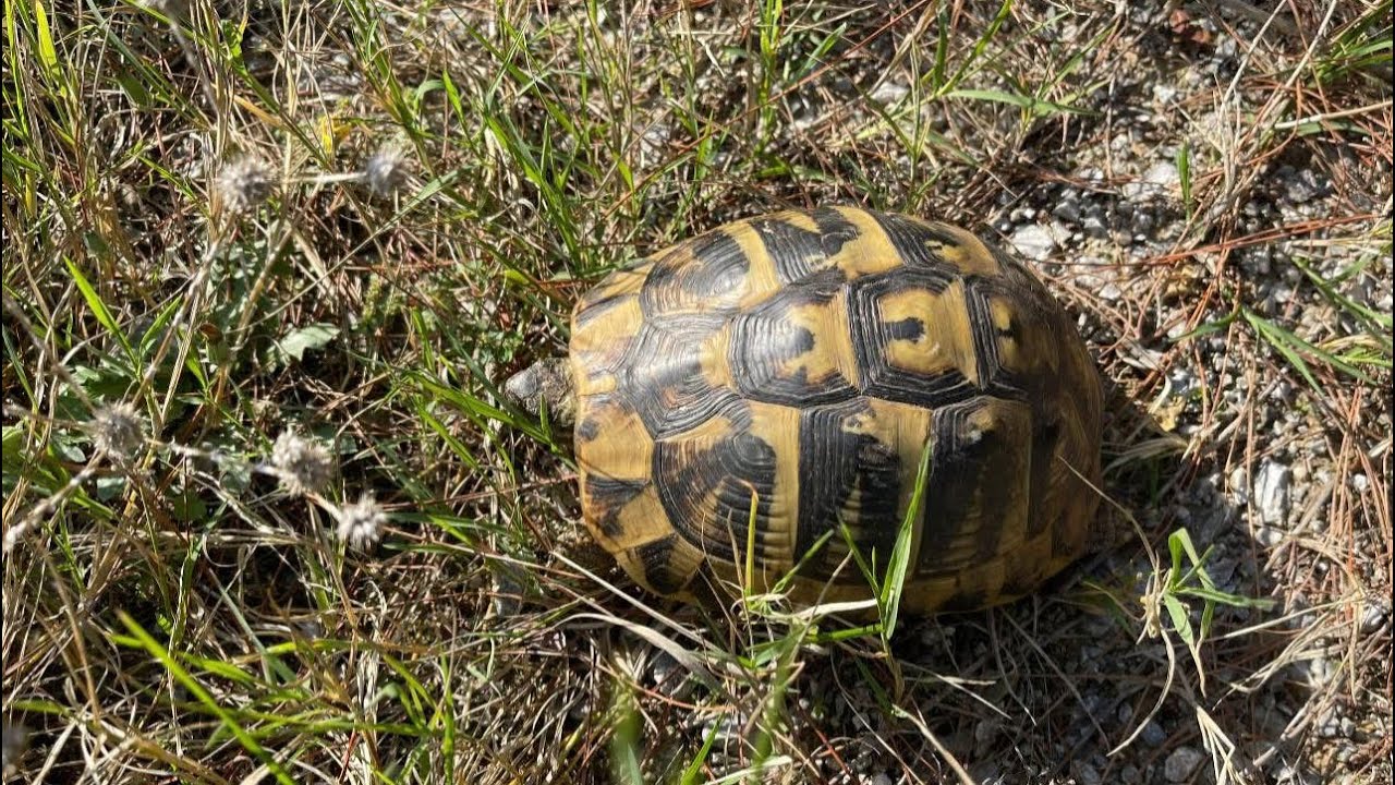 Herping γύρω από τη Θεσσαλονίκη Νοέμβριος 2025 - χελώνες, σαλαμάνδρες, ασπόνδυλα, μανιτάρια κ.ά.