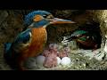 INSANE: Kingfisher From Egg to Hunter in 50 Days | 4K Documentary
