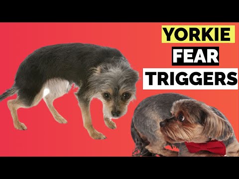 Wideo: My Terrier Is Destructive: Zatrzymaj Teriera przed zgnieceniem swoich posiadłości