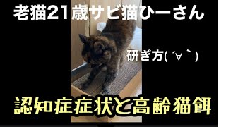 【老猫21歳】サビ猫高齢食事と認知症症状