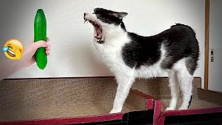 🐈🐱 You Laugh You Lose Dogs And Cats 🐕🐶 Funniest Animals 2024 # 6