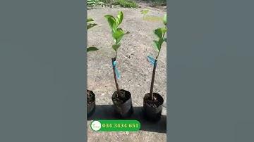 Mãng cầu xiêm thái sẵn hàng| Tiên Garden| 0343434651