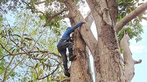 Cưa  cây  xoài  siêu  khủng  gần  nhà  . Cưa  cây  kỷ thuật cao