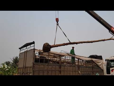 Cây muồng hoàng yến giá bao nhiêu ?