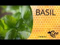 Bee basil the healing power of this rejuvenating herb