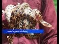 Raginesh Artificially hatched snakes|
