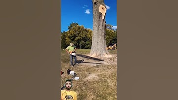 Massive Chainsaw Takes Down a Giant Tree || #treecutting