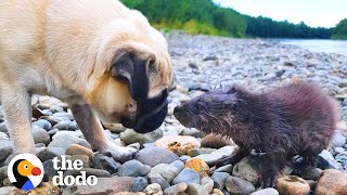 Baby Otter Learns To Swim With A Family Of Dogs | The Dodo