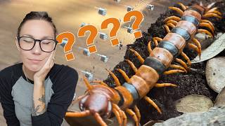 I can't find my $700 centipede