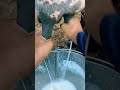 tirando leite de vaca na roça