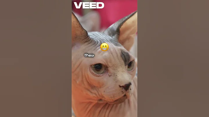 Watch the video about Meet the Affectionate Sphynx Cat – Cuteness Without the Fur!#shorts#catshorts