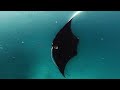 Snorkeling with the Manta Rays in Ukulhas, Maldives