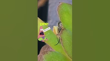 WTF is this? #fyp #wtf #bug