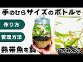【熱帯魚を飼ってみよう】初心者でもできる！初めてのボトルアクアリウムの作り方【自由研究にも最適】