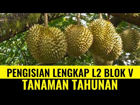 Video: Apa Itu Tanaman Dua Tahunan - Tanaman Dua Tahunan Di Taman