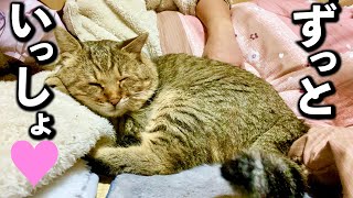 庭に住みついた野良猫を家猫へ#6【あの日の約束を果たせた日】