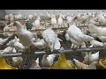 Sandy Yumurta Tavuklarının Kümesi Hazır - Sık Sorulan Sorulara Cevaplar- Gezeyum