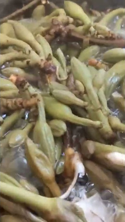 Pahadi 'Flower Bud' ki Sabzi: Kachnar ke 'Phool'