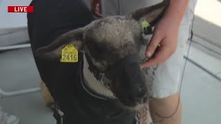 Rebel the sheep prepares for showing at Erie County Fair