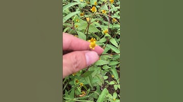 Hoa cúc áo chữa đau răng