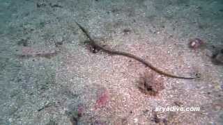 실고기(Syngnathus schlegeli)~ Pipefish, Seaweed pipefish, Pacific pipefish